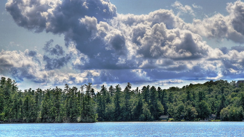 pine woodland, woodland, green, tranquil scene, landscape, growth, trees, water, tranquility, plant, no people, beauty in nature, day, sky, coniferous tree