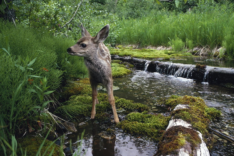 beautiful, gorgeous, mamal, wheres, bambi, name, fawn, mom, 1080P, animals