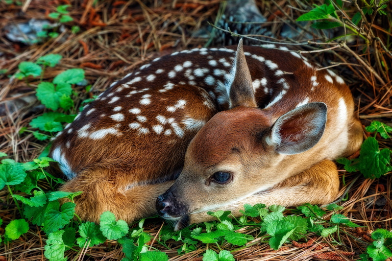 pose, white-tailed deer, look, lies, 2K, curled up, muzzle, leaves, Bambi, fawn, cub