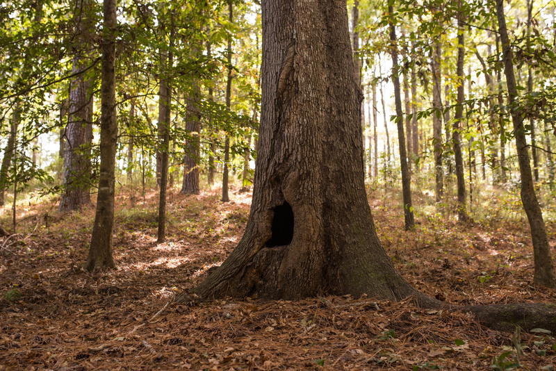 outdoors, kincaid recreation area, trunk, tree trunk, forest, tree, autumn forest, remote, autumn, trees, scenics - nature, field, plant, environment, wide area