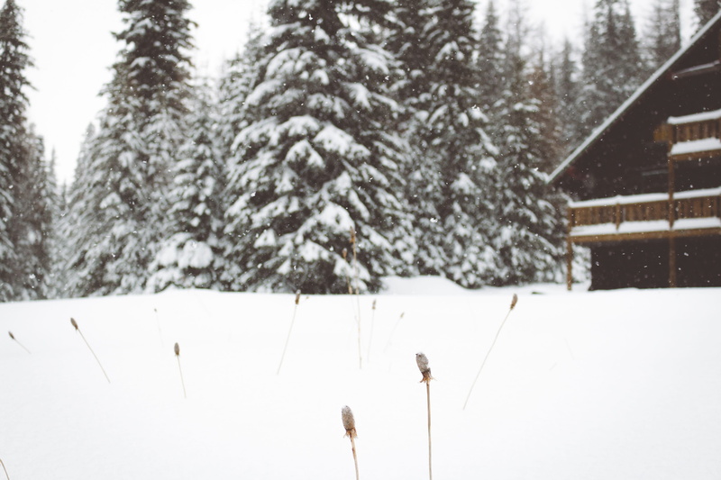 pine, snowing, building exterior, frozen, land, snowy, beside, cold, 5K, tranquility, covered, nature, snowcapped mountain, white color, lodge, outside