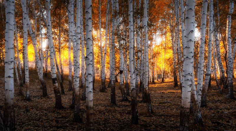 beauty in nature, birch, tree, sky, no people, environment, outdoors, land, spruce, trunk, scenics - nature, trees, tree trunk, pine woodland, tranquil scene