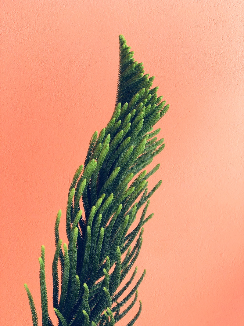 coniferous tree, pine tree, herb, orange background, plant, green, minimalism, branches, colored background, studio shot, growth, leaf, wall, indoors, nature