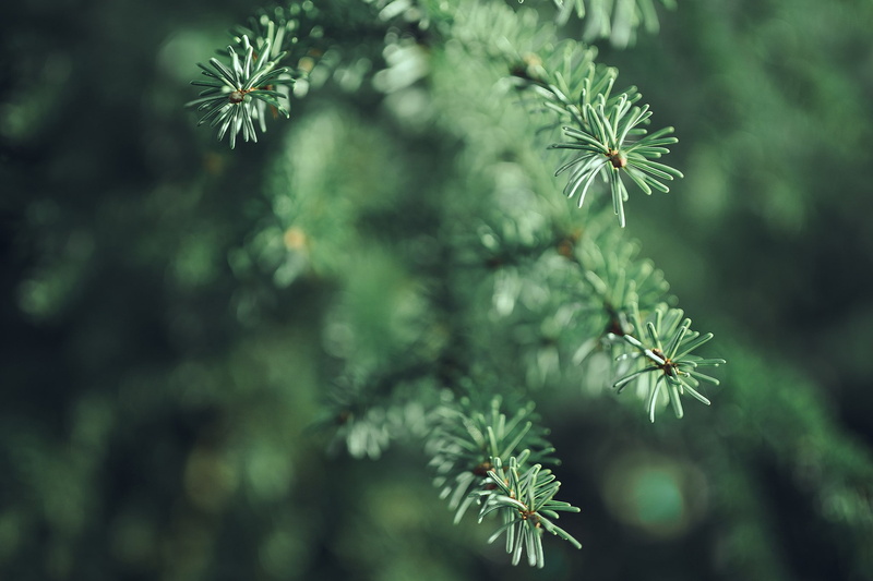 leaf, flower, fragility, growth, close-up, flowering plant, beauty in nature, day, freshness, depth of field, no people, outdoors, plant, tree, coniferous tree