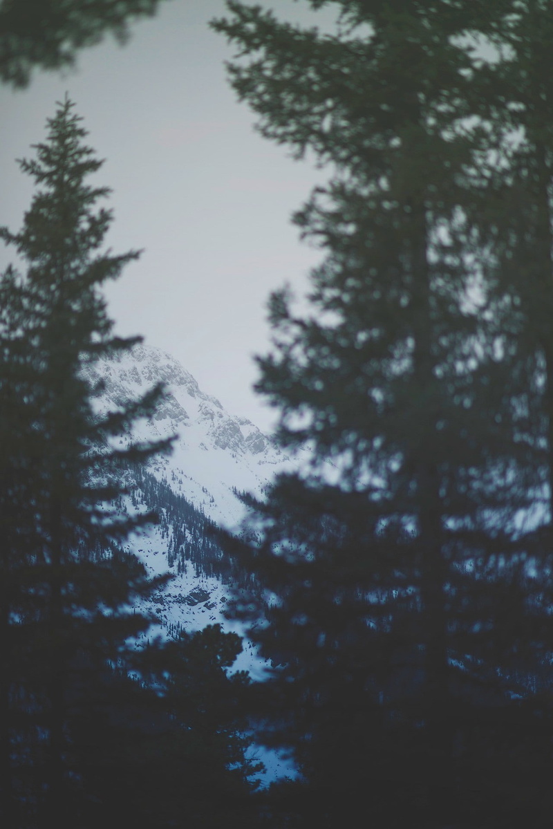 plant, outdoors, spruce, day, growth, scenics - nature, no people, pine tree, tree, 720P, non-urban scene, cold temperature, sky, winter, tranquil scene