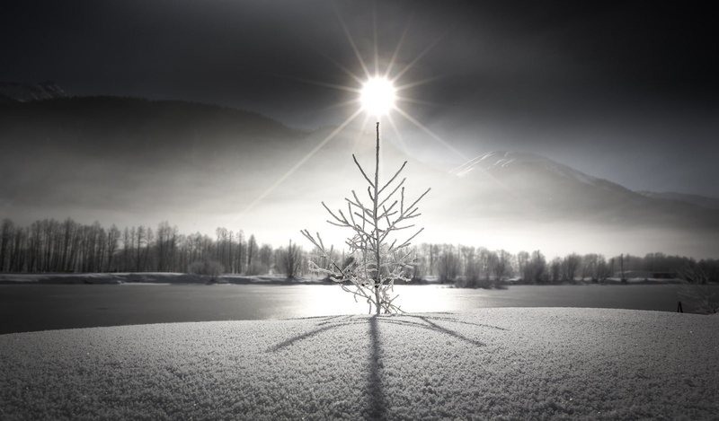ice, spruce, Sun, mist, photography, mountains, 720P