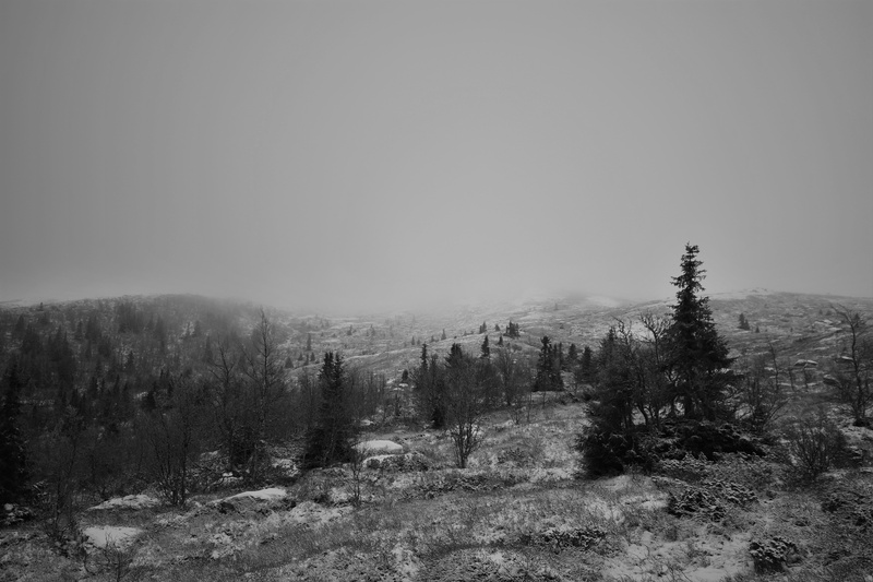 sky, Norway, beauty in nature, environment, winter, nature, mist, no people, white, cold temperature, fog, black, copy space, coniferous tree, pine tree