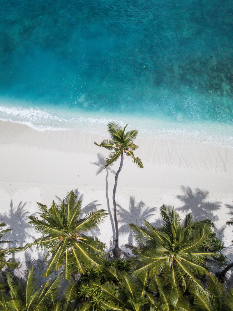 portrait, power in nature, growth, tranquility, plant, palm tree, iphone, beach, coconut palm tree, shore, water, scenics - nature, trees, maldives