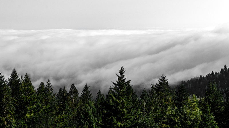 mountain, macbook, no people, outdoors, fog, woodland, white, land, tranquility, mist, weather, tree, cloudy, fir, conifer, woods, ipad, trees