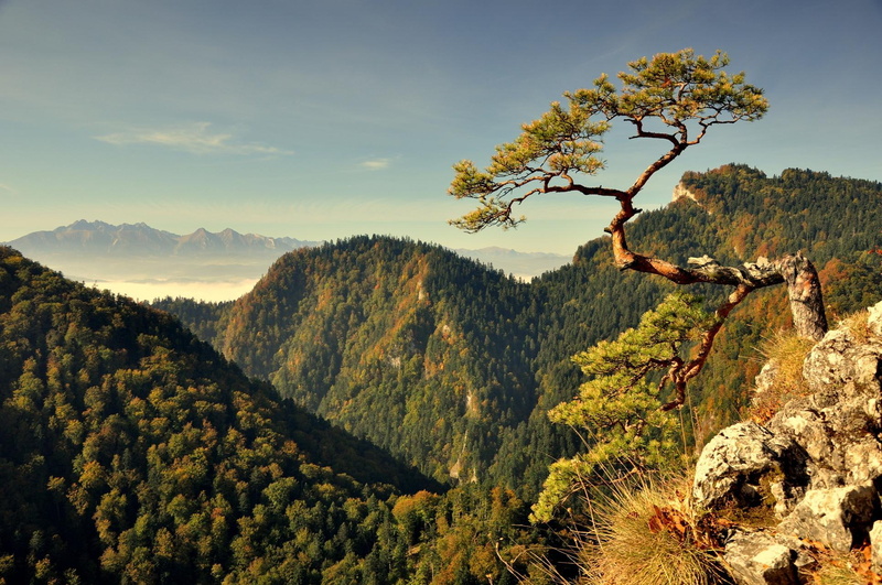 1080P, the hills, orests, pine, pieniny, poland, summer, spruce, pol, nature, mountains, rocks, valleys, trees