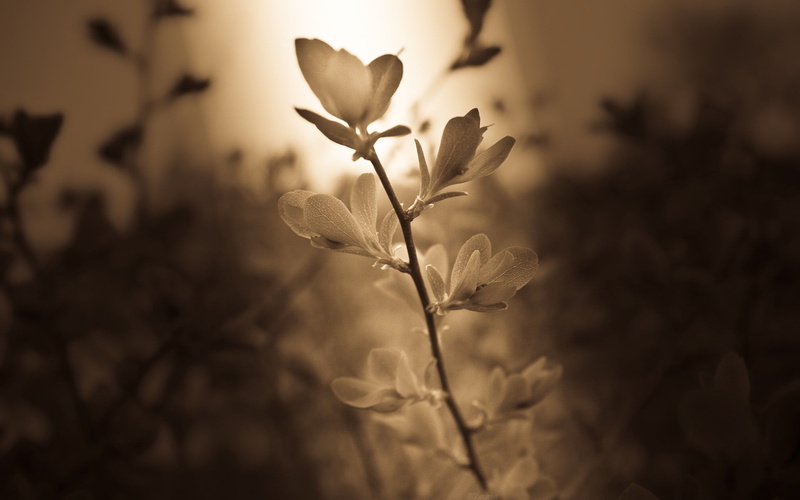 tranquility, flowering plant, vulnerability, nature, focus on foreground, plant part, freshness, 1080P, petaled, growth, plants, dry, white, flowers, brown