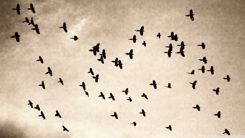 large group of animals, cloud - sky, nature, sky, sepia, architecture, flock of birds, 720P, bird, low angle view, pattern, day, flying, birds, paper