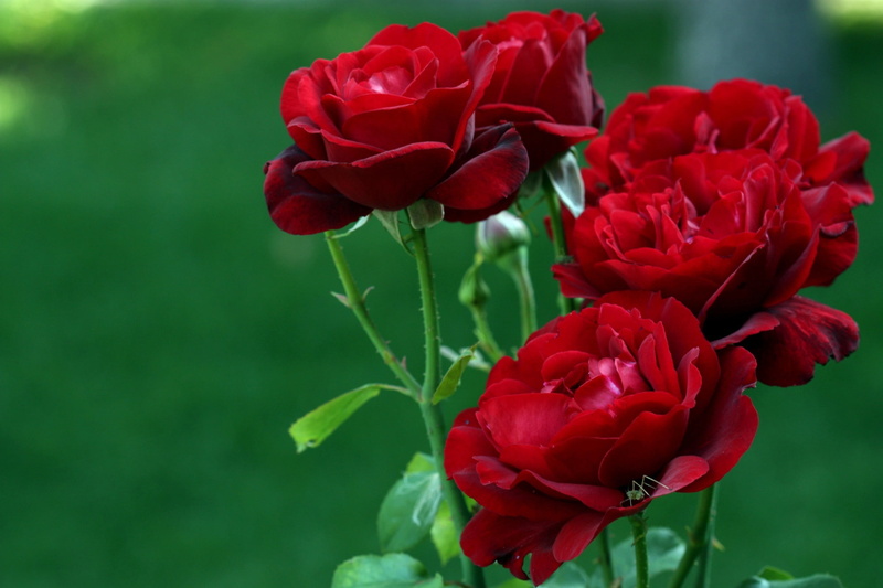 beauty in nature, green color, day, petal, focus on foreground, petaled, rose, growth, outdoors, 2K, vulnerability, no people, red, nature, inflorescence