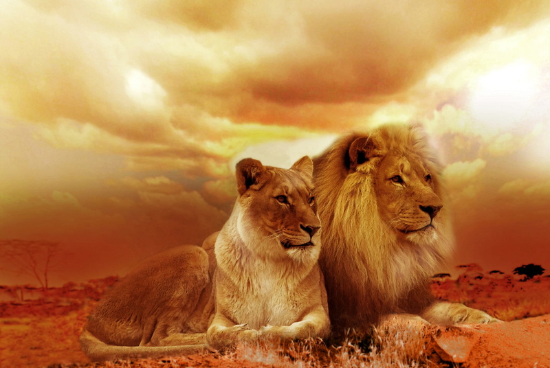outback, lion - feline, africa, no people, wild animals, togetherness, animal themes, lion, animals, lion cub, nature, 1080P, sitting, lioness, animal