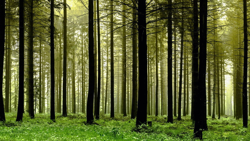 spruce fir forest, land, tree trunk, non-urban scene, bamboo - plant, nature, tranquility, grove, plant, woodland, no people, forest, tranquil scene, 1080P