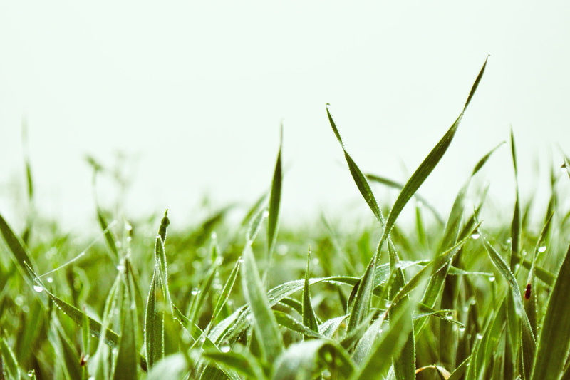 environment, green Color, meadow, green, grass, drop, outdoors, summer, morning dew, nature, Morgen, Nebel, field, plant, spiderwebs, lawn, green grass