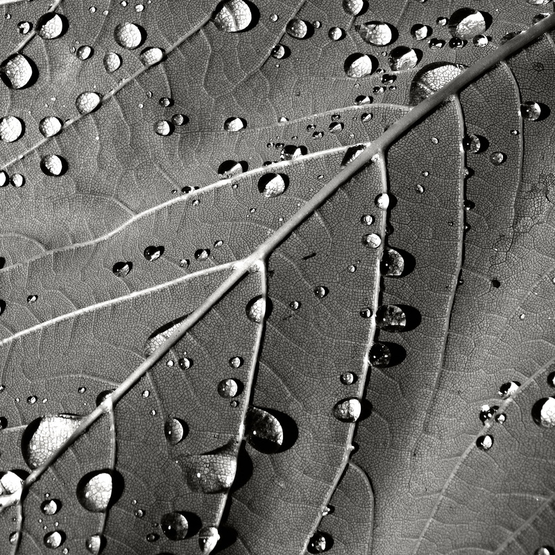 schwarz  weiß, freshness, abstract, pattern, backgrounds, tree, leaves, Diamonds, s/w, nature, Baum, raindrop, wood, black and White, macro, weiss  schwarz
