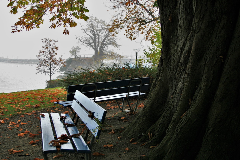 fresh, water, at the court of, scrubs, trunk, public space, benches, autumn walk, the structure of the, on a walk, twigs, in the morning, view, haze, the prospect of