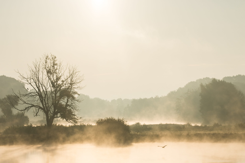 photo, late autumn, beauty in nature, fog, tranquility, lake, tree, sunlight, morning, morning light, no people, environment, monochrome, near, cool, soaring