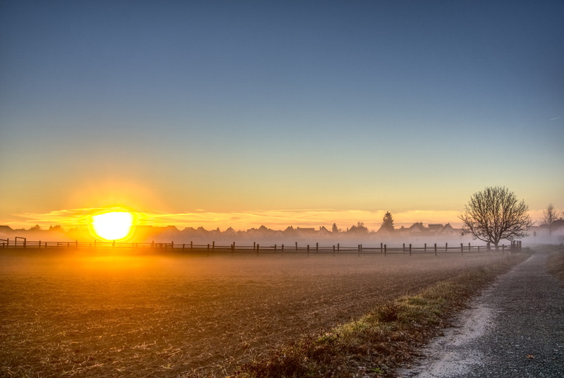 tree, high dynamic range, sun, mood, trees, autumn, fog, tranquil scene, atmospheric, tranquility, sunset, field, the way forward, plant, rural, copy space
