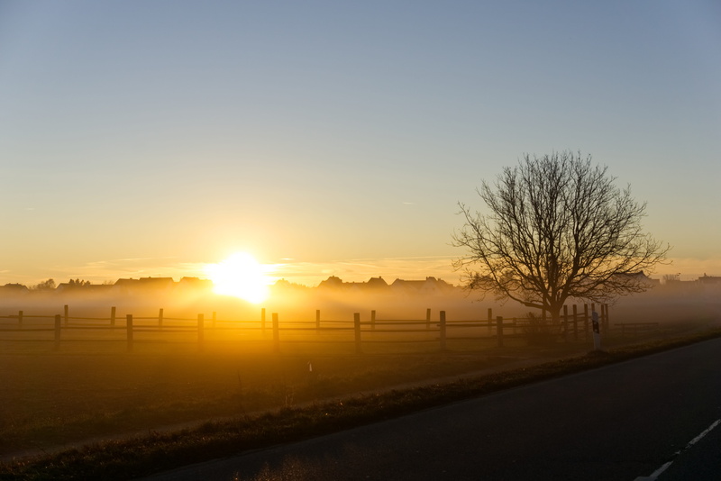 batten, non-urban scene, trees, tranquil scene, landscape, haze, bare tree, fog, morning, mood, wood, autumn, scenic, road, cool, rural, land, sunlight
