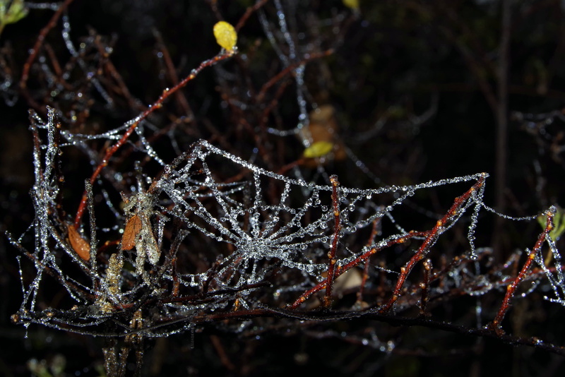 vulnerability, night, crystals, water, fragility, drop, forest, nature, Frost, winter, beauty in nature, autumn, plant, day, cold temperature, branch, tree
