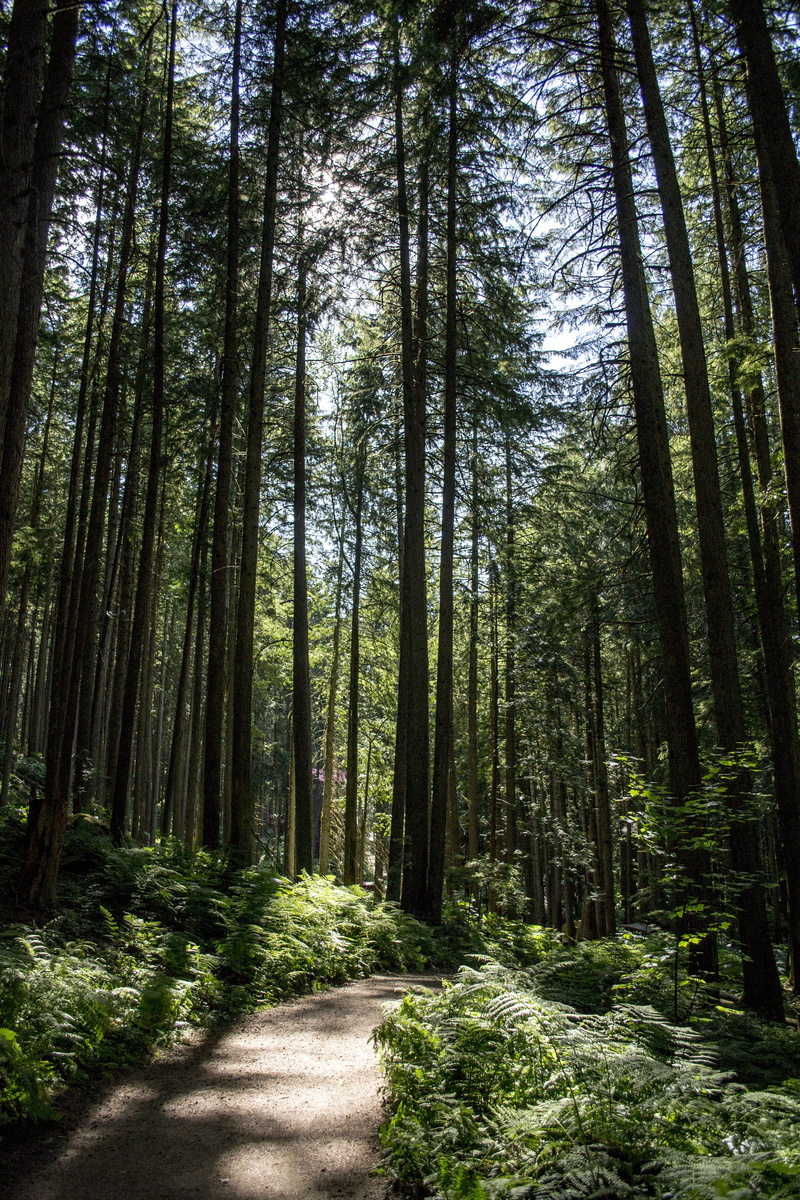 woodland, morning, enchanted, woods, season, bright, Path, dappled, scene, 4K, flora, green, Magical, botany, beauty in nature, wood, trunk, fern, pine tree