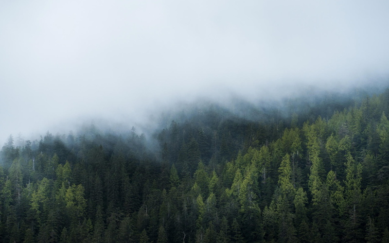 pine tree, environment, green, widescreen, mountain, windows, outdoors, nature, non-urban scene, pine woodland, tranquil scene, beauty in nature