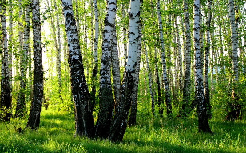 trunk, environment, landscape, grass, pine tree, tree trunk, woodland, no people, land, non-urban scene, green color, scenics - nature, 1080P, plant, trees