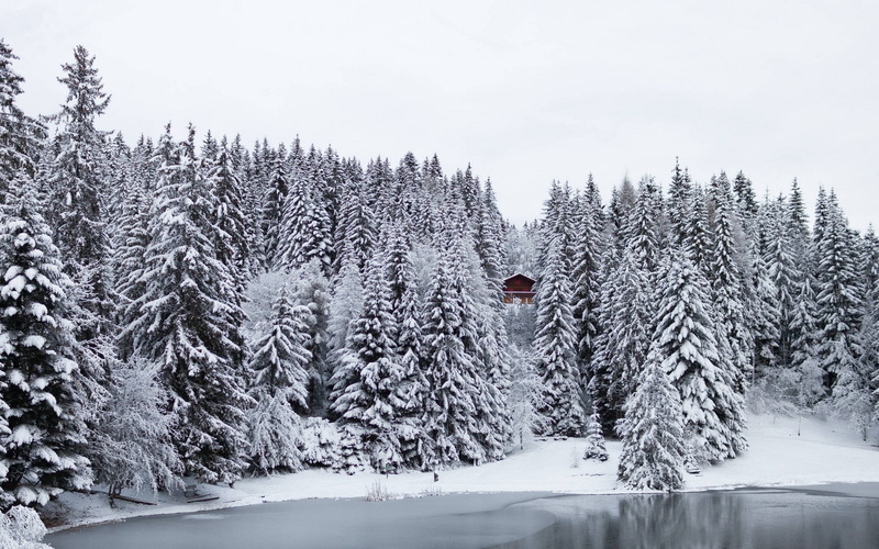 snow, pine tree, pine trees, beauty in nature, non-urban scene, tree, nature, scenics - nature, pine woodland, lake, tranquil scene, forest, evergreen tree