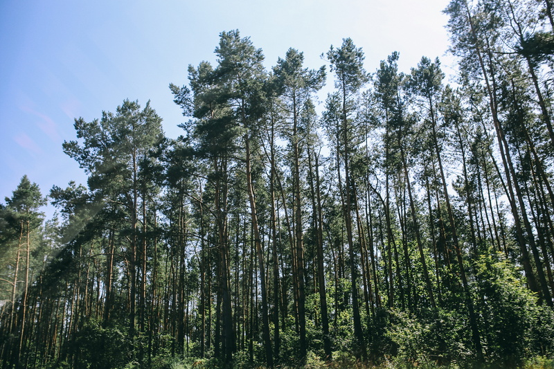 tranquil scene, tranquility, pine woodland, summer, sky, forest, wood, trunk, bamboo - plant, scenics, tree trunk, dappled, growth, Pine trees, tree canopy