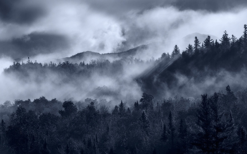 forest, clouds, pine, no people, growth, mist, tranquility, trees, landscape, pine woodland, outdoors, mists, tranquil scene, monochrome, coniferous tree
