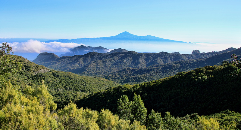 pine woodland, plant, green color, teide, no people, outdoors, forest, travel destinations, sky, morning mist, mountain peak, vision, pine tree, nature