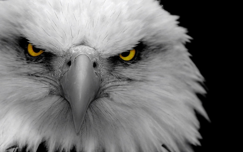 eagle, birds, selective coloring, animals, 720P
