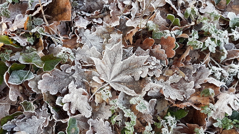 winter, ice, leaves, cold, 1080P