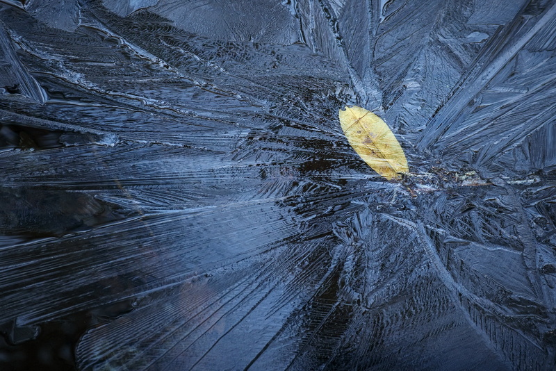 bark, land, leaf, beauty in nature, no people, wood, wood - material, cold temperature, textured, cold, full frame, nature, ice, tree, high angle view