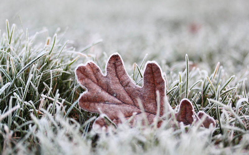 day, cold temperature, green Color, ice, land, close-up, growth, brown, plants, focus on foreground, one person, autumn, cold, human body part, finger