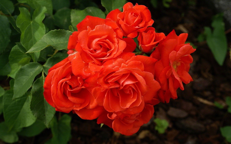 fragility, red, growth, flowers, nature, decor, red flowers, rose, plant, close-up, freshness, vulnerability, no people, inflorescence, 1080P, petal, flower