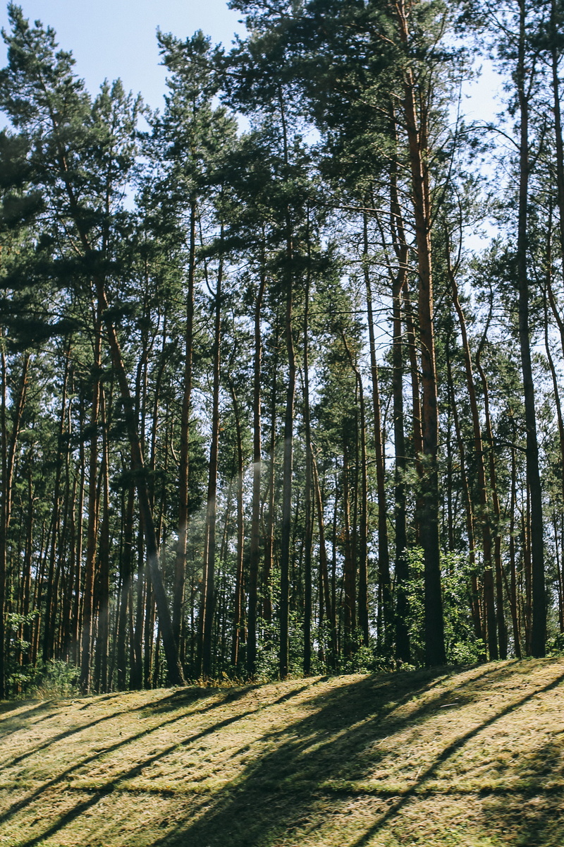 environment, rural Scene, summer, outdoors, day, scenics - nature, no People, nature, dappled, pine, tranquility, trees, woods, landscape, woodland, growth