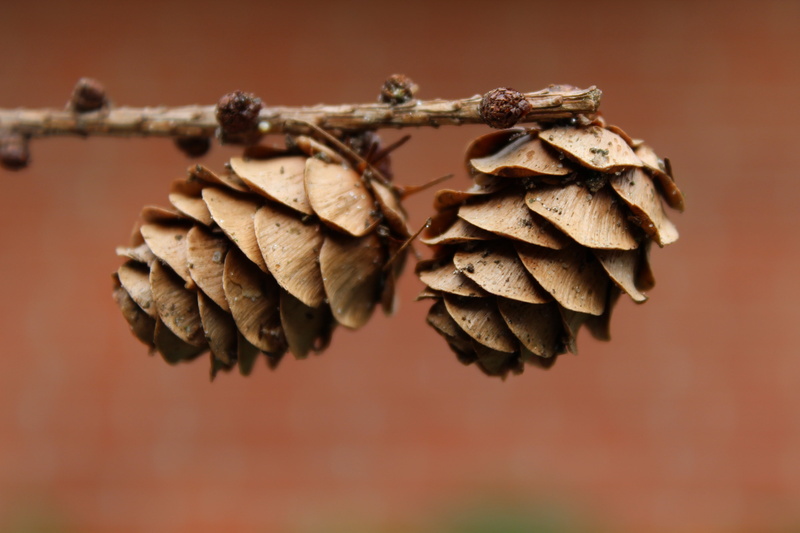 landscape, plant part, conifer, wood, winter, leaf, softwood, branches, brown, background, close-up, beauty in nature, pine cones, dry, forest, wilted plant