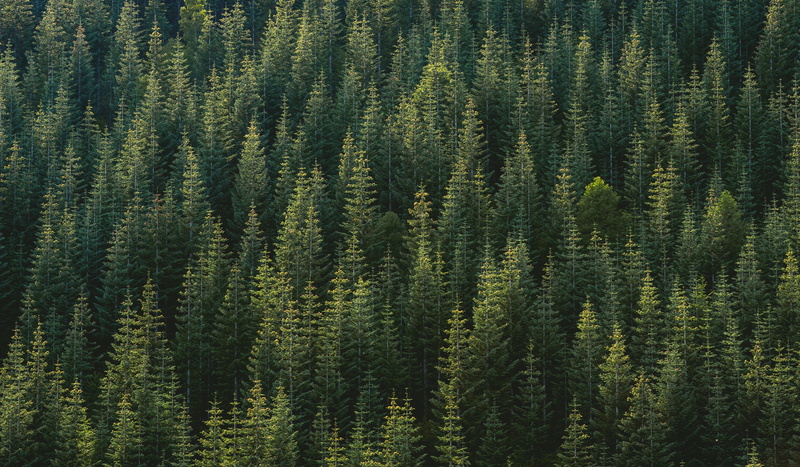 color Image, green, pinaceae, pine woodland, tree, woodland, trees, green Color, nature, outdoors, 5K, scenics - nature, forest, pine Tree, beauty In Nature