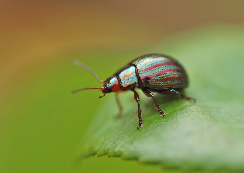 green Color, insect, macro photography, animal, nature, photography, 720P, leaf, beetle, green, macro, Chrysolina  cerealis, bugs life, red, close-up