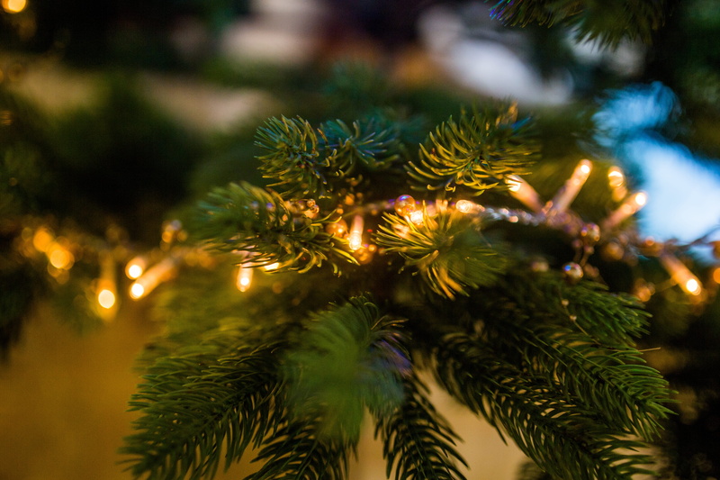 selective focus, 5K, growth, tree, decoration, christmas lights, close-up, christmas Tree, seasonal, no People, outdoors, holiday, focus on foreground