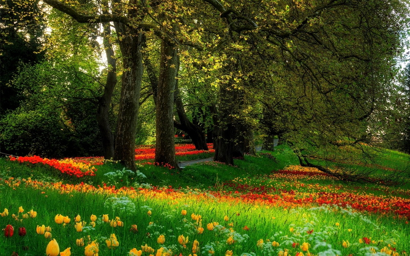 colors, flower, tress, corner, background, landscape, 1080P, park