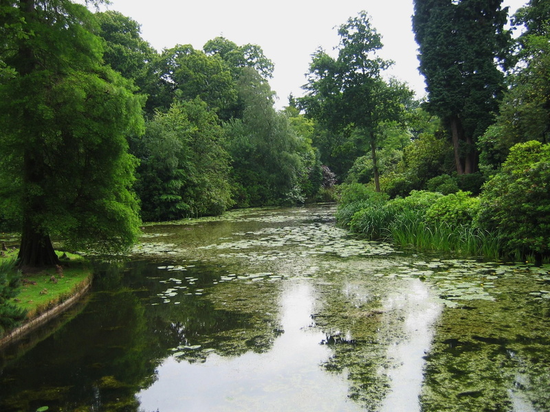 green, 3d and abstract, illustration, pond, trees, tress, near, 1080P, leafed, summer, lillies, body, plant, water
