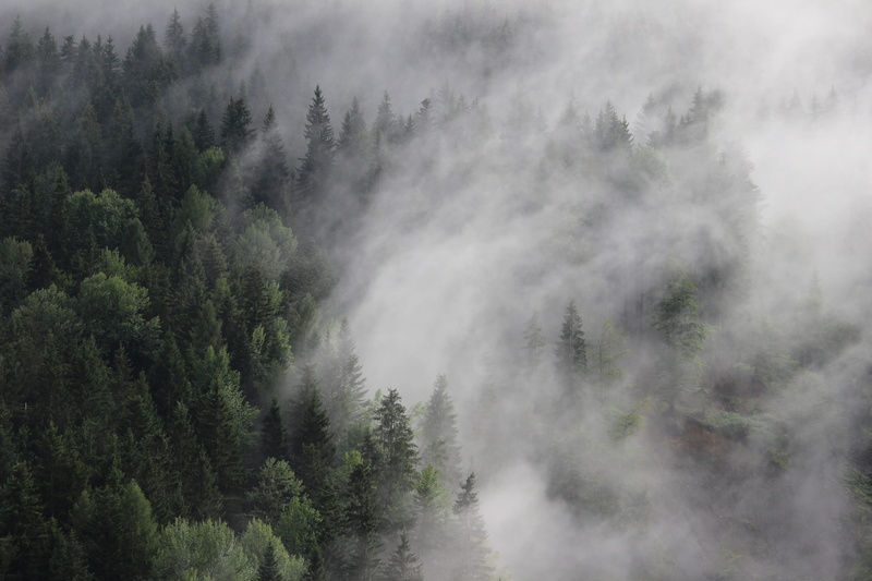 pine tree, forest, environment, pine woodland, woodland, fog, black, pinaceae, nature, white, sky, mountain, travel, coniferous tree, trees, tree, plant