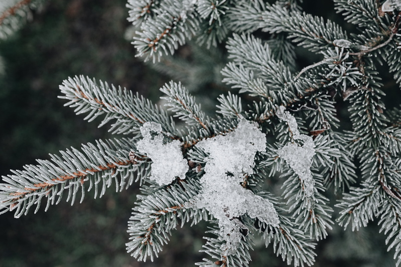 plant, beauty in nature, outdoors, growth, coniferous tree, cold temperature, evergreen tree, frozen, branch, leaves, 4K, day, cold, december, ice, pine tree
