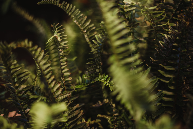 green color, mlw, floral, pattern, no people, dark, plant part, coniferous tree, wisconsin, witch, outside, nature, dinosaur, outdoor, photography, wiccan
