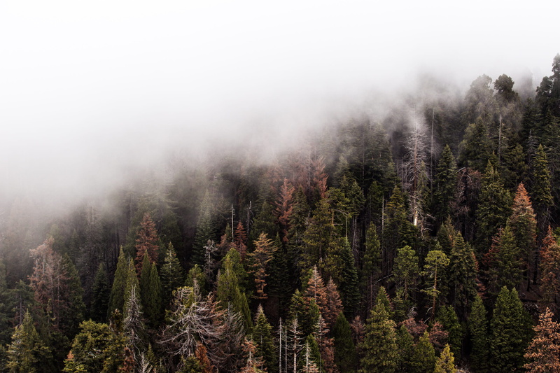 photography, mountain Peak, land, pine, green Color, no People, brown, pinaceae, environment, outdoors, woodland, plant, green, tranquil scene, autumn