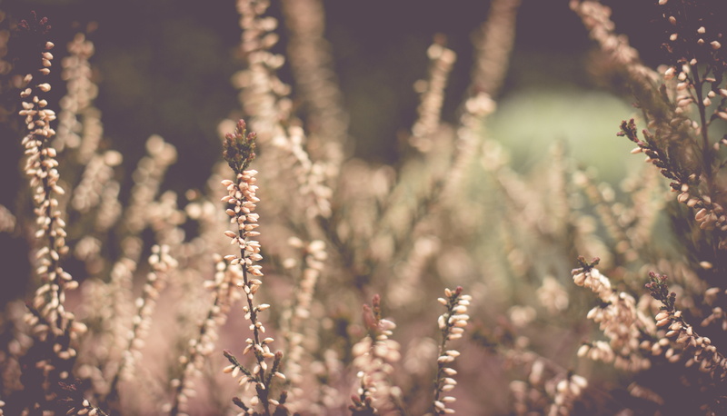pinaceae, forest, petaled, daytime, focus on foreground, close-up, aesthetic, spring, growth, no people, bloom, environment, pink, grass, tranquility, coniferous tree